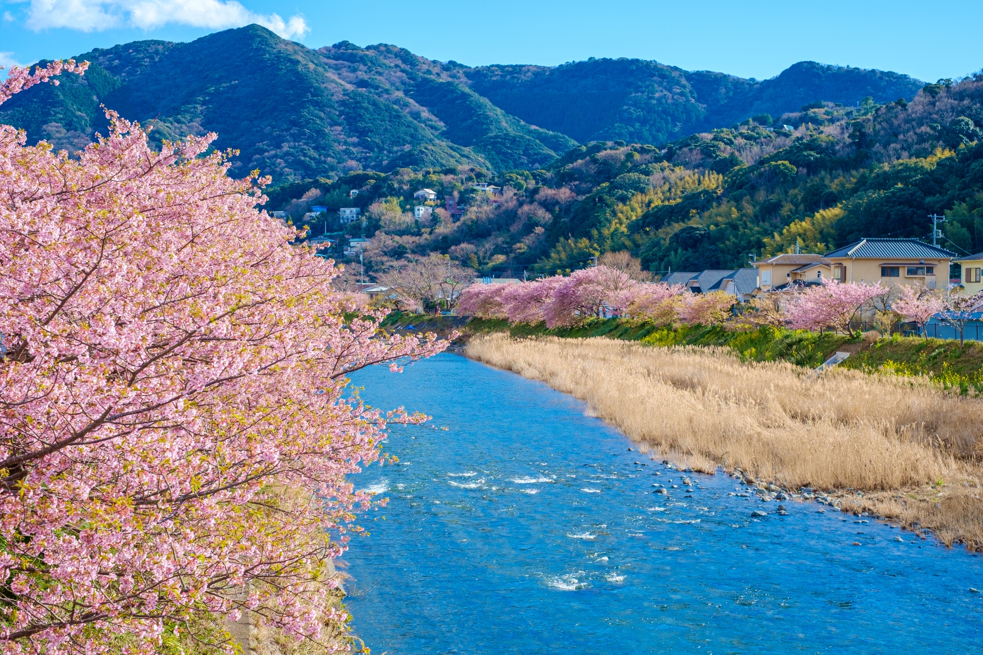 河津桜
